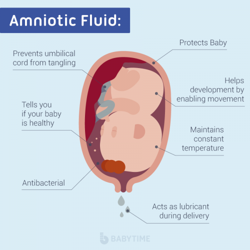 Amniotic Fluid What is it? BabyTime